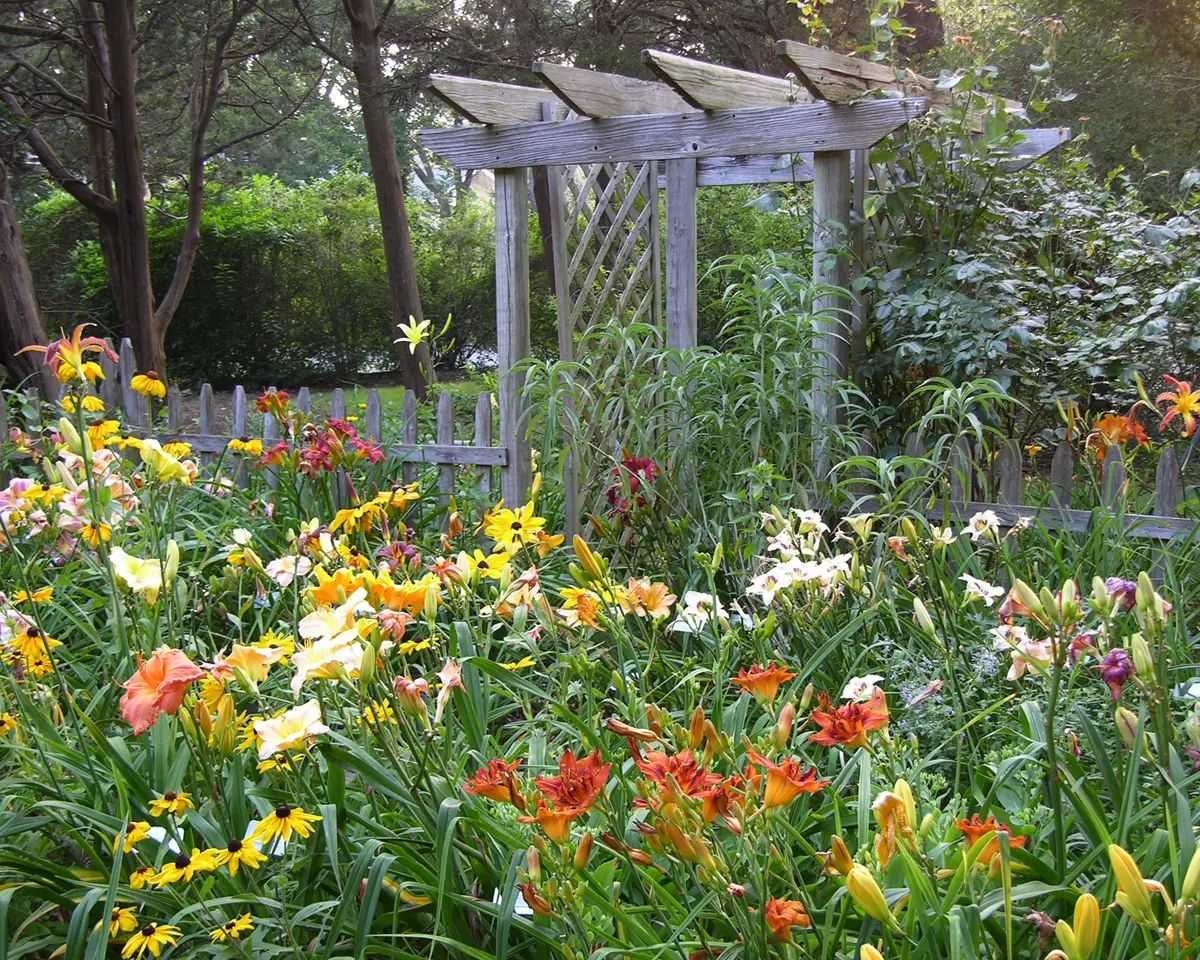 coastal garden with wildflowers