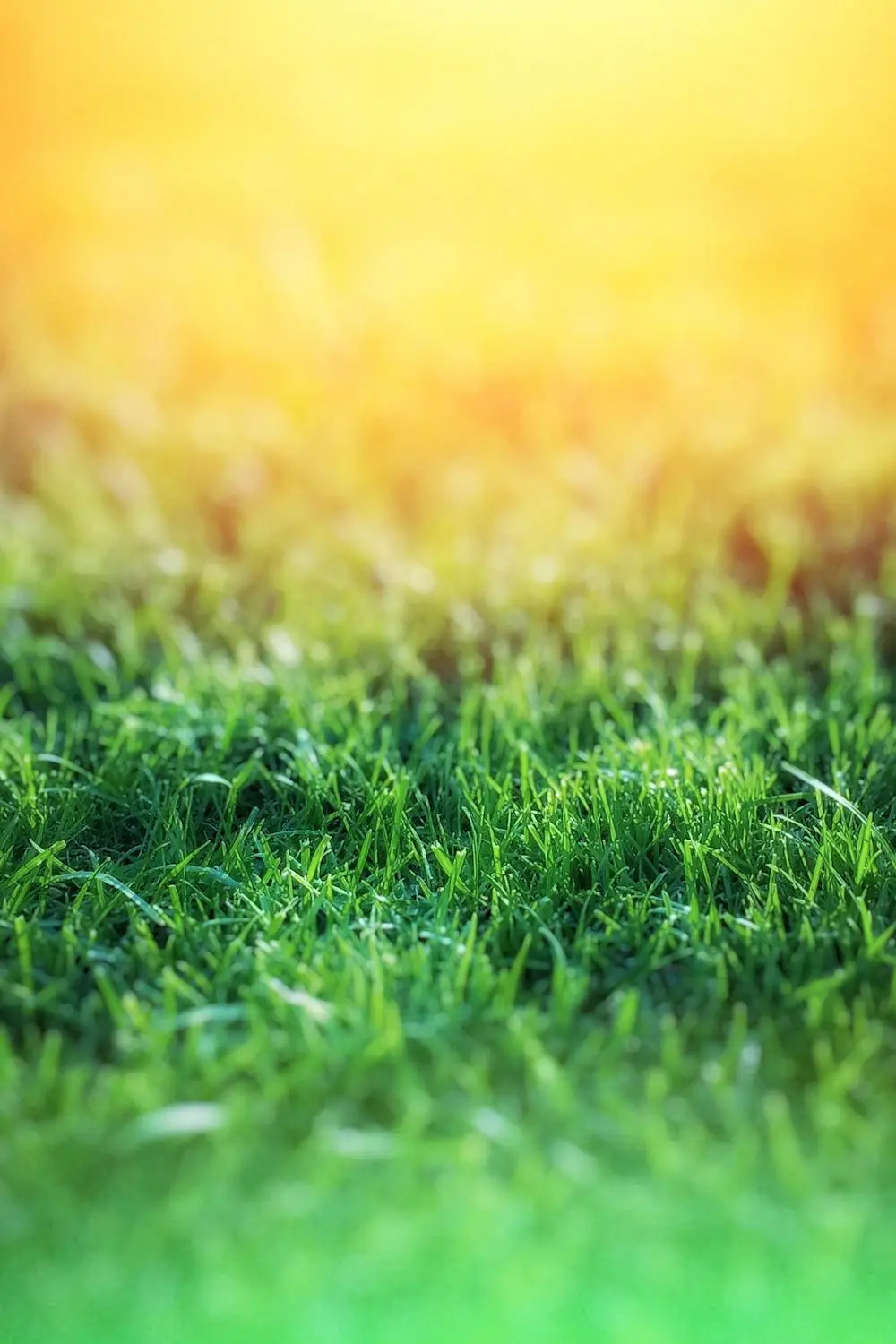 colorful blades of grass
